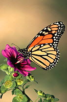 Monarch butterfly portrait (Danaus plexippus) New Mexico, USA