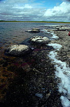 Stromatolites (oldest known forms of life). Nambung NP, Western Australia