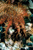 Crown of Thorns starfish, Australia Great Barrier Reef