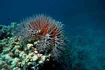 Crown of Thorns starfish, Australia Great Barrier Reef