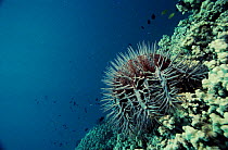 Crown of Thorns starfish. Australia, Great Barrier Reef