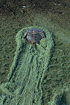 Horseshoe (King) Crab goes back to sea, Delaware Bay New Jersey, USA. The tracks are being made through sand laden with horseshoe crab eggs.