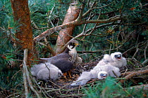 Male Hobby (Falco subbuteo), male at nest with chicks. Sussex, England, UK, Europe