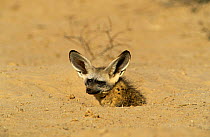 Bat Eared Fox (Otocyon megalotis) at entrance to den, Kalahari Gemsbok NP, South Africa