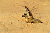 Bat Eared Fox (Otocyon megalotis) in sand hollow, Kalahari Gemsbok NP, South Africa