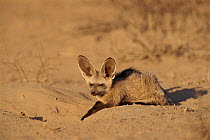 Bat Eared Fox, Kalahari Gemsbok NP, South Africa