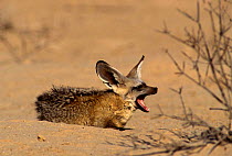Bat Eared Fox (Otocyon megalotis) yawning, Kalahari Gemsbok NP, South Africa