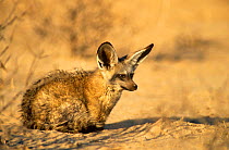 Bat Eared Fox (Otocyon megalotis) Kalahari Gemsbok NP, South Africa
