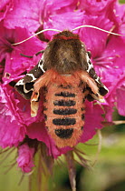 Newly emerged Garden Tiger Moth (Arctia caja) malformed due to pesticide poisoning, Scotland, UK