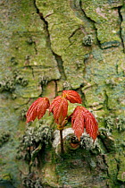 Young Sycamore leaves (Acer pseudoplatunus) Kineff, Scotland, UK