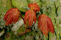Young Sycamore tree leaves, Scotland