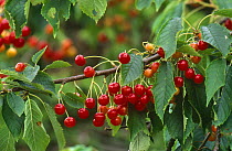 Fruit and leaves of Sweet Cherry tree (Prunus avium) Scotland