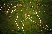 'The Giant' (chalk man) with sheep grazing, Cerne Abbas, Dorset, UK