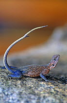 Agama lizard on kopje (Agama agama) Serengeti NP, Tanzania, East Africa