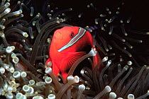 Tomato anemonefish or clownfish (Amphiprion frenatus) in sea anemone, Philippines