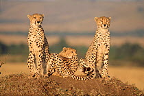 Cheetahs, mother and cubs, lying and sitting on termite mound in Masai Mara NP, Kenya, East Africa