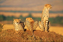 Three Cheetahs (Acinonyx jubatus) resting on termite mound, looking in different directions, Masai Mara NP, Kenya, East Africa