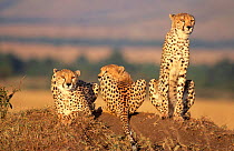 Cheetah mother and two cubs (Acinonyx jubatus) on termite mound, Masai Mara NP, Kenya, East Africa