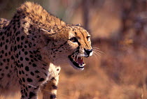 Cheetah (Acinonyx jubatus) snarling, South Africa. Captive