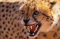 RF- Cheetah snarling (Acinonyx jubatus). DeWildt Cheetah Research Centre.  South Africa. Captive. (This image may be licensed either as rights managed or royalty free.)