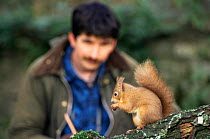 Artist Derek Robertson  watching and drawing red squirrel, Scotland