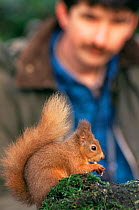 Artist watching and drawing red squirrel (Derek Robertson) Scotland