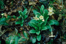 Primroses (Primula vulgaris), spring. England, UK, Europe