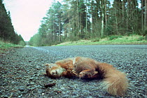 Dead red squirrel, road kill casualty, Scotland