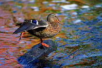 Mallard duck female, USA