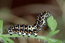 Swallowtail butterfly caterpillar feeding. Life cycle sequence (2)
