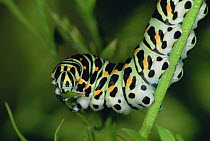 Swallowtail butterfly caterpillar {Papilio machaon} feeding,  captive