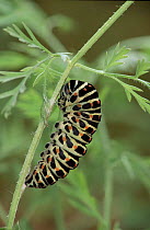 Swallowtail butterfly caterpillar pupating. Life cycle sequence (3) Larva beginning to pupate .
