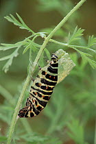 Swallowtail butterfly caterpillar pupating Life cycle sequence (4) Larva pupating.