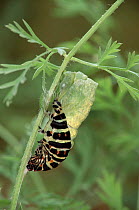 Swallowtail butterfly caterpillar pupating. Life cycle sequence (5) Larva pupating. Captive