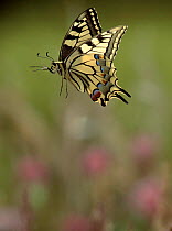 Swallowtail butterfly flying. Life cycle sequence (7) Adult.