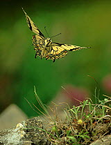 Swallowtail butterfly flying, Germany, Europe