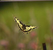 Swallowtail Butterfly {Papilio machaon} in flight, captive