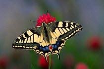 Swallowtail butterfly (Papilio machaon) on flower