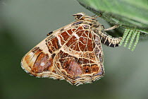 Map Butterfly laying eggs on nettle. Life cycle sequence 2/5