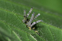 Map Butterfly {Araschnia levana} eggs and hatching larvae on nettle leaf, Sequence - life cycle