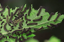 Map Butterfly {Araschnia levana} caterpillars feeding on nettle. Sequence - life cycle