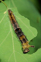 Poplar Admiral caterpillar pupating. Life cycle sequence 2