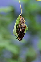 Poplar Admiral emerging from chrysalis. Life cycle sequence 3