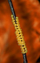 Kentish Glory moth eggs laid on twig. (Life cycle sequence 1)