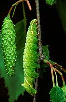 Kentish Glory moth caterpillar (Life cycle sequence 3)