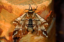 Kentish Glory Moth adult (Life cycle sequence 4)