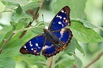Lesser Purple Emperor butterfly.