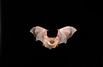 Greater mouse eared bat (Myotis Myotis) in flight