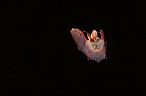 Long eared bat flying at night, Germany