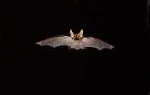 Long Eared Bat flying at night